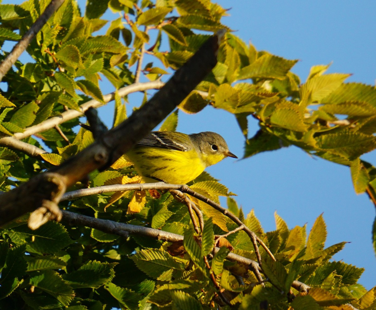 Magnolia Warbler - ML641546081