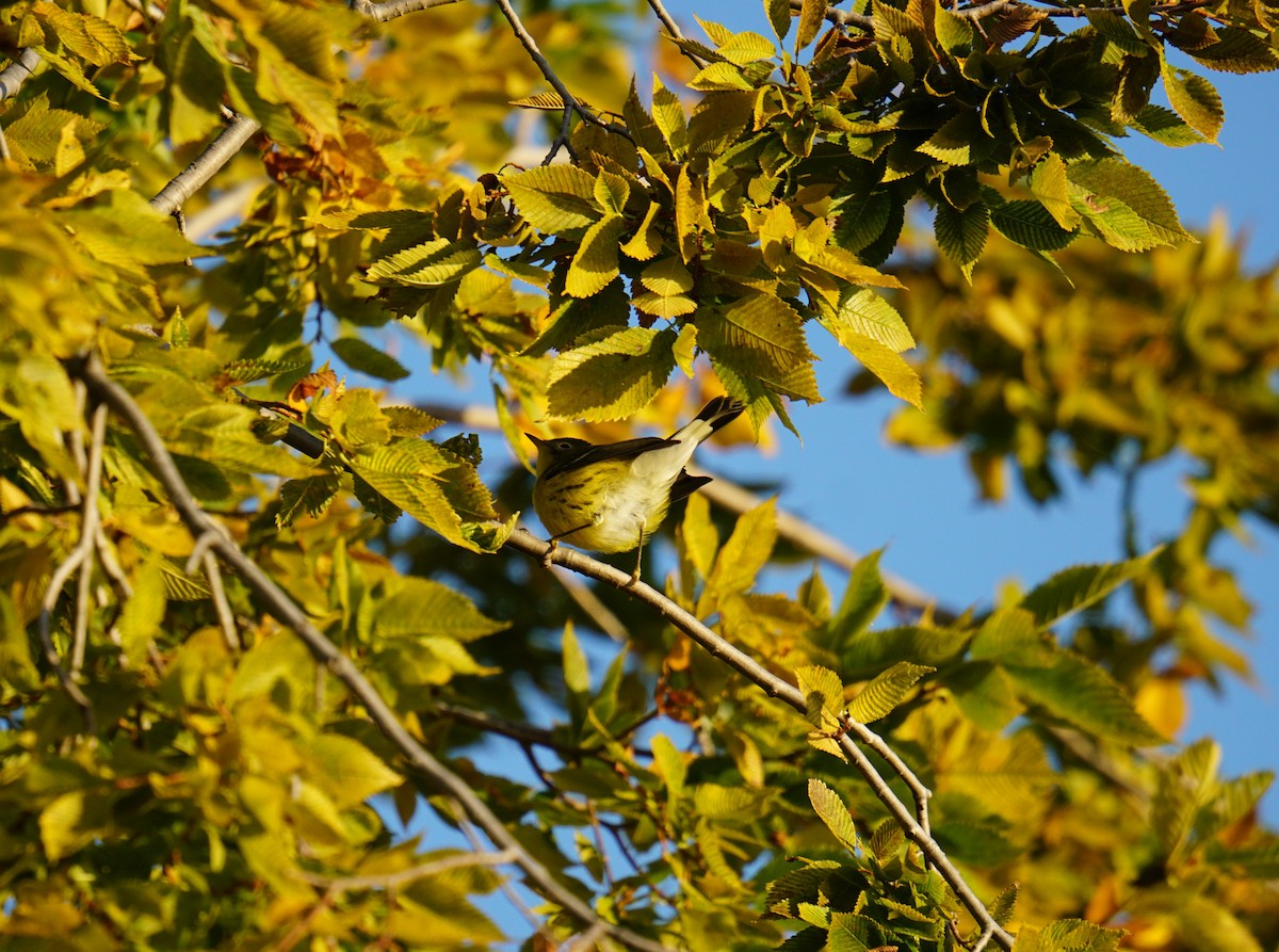 Magnolia Warbler - ML641546082