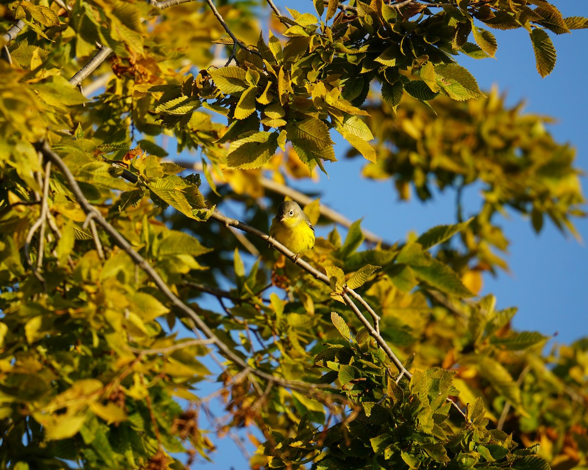 Magnolia Warbler - ML641546083