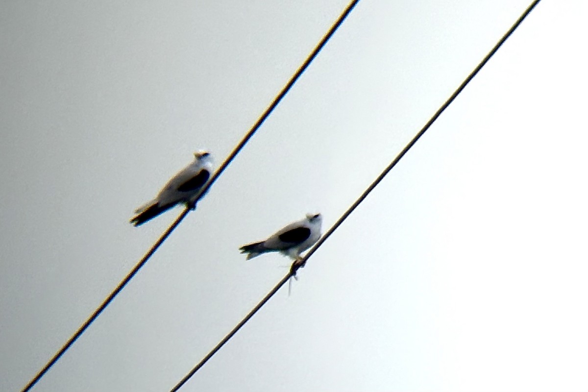Black-shouldered Kite - ML641546092