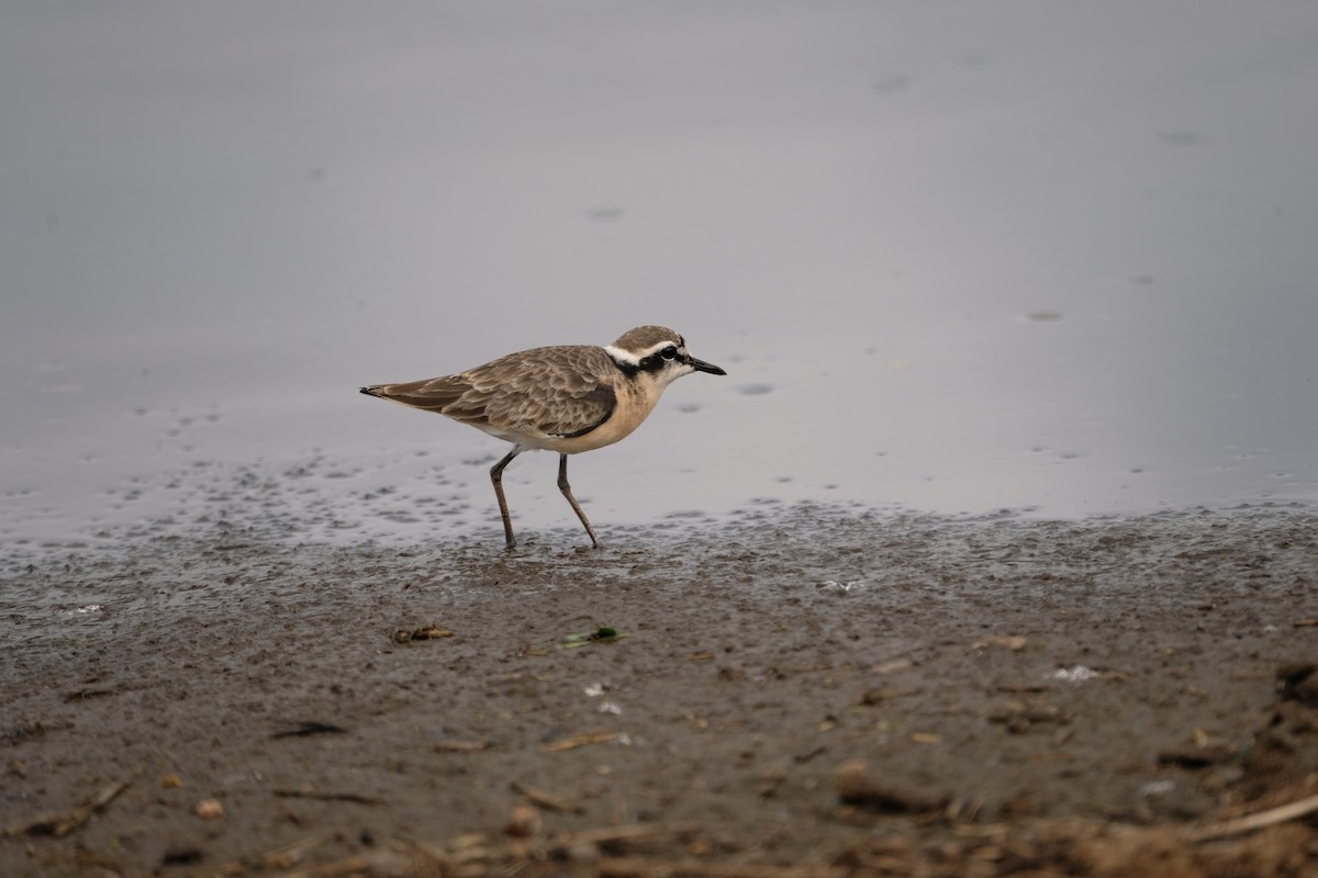 Kittlitz's Plover - ML641546107