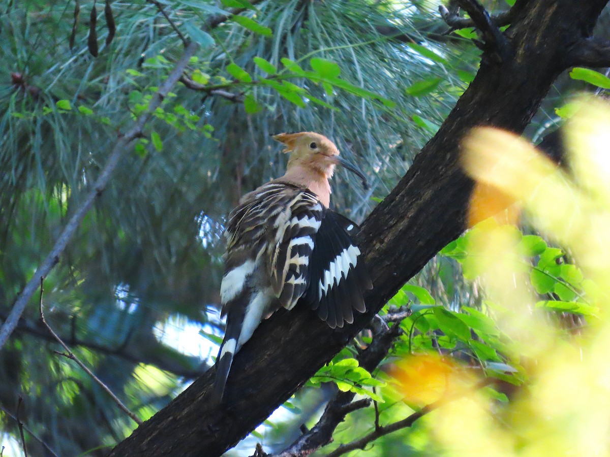 Eurasian Hoopoe - ML641546131