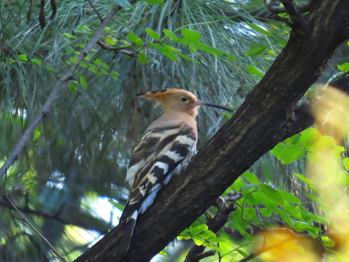 Eurasian Hoopoe - ML641546132