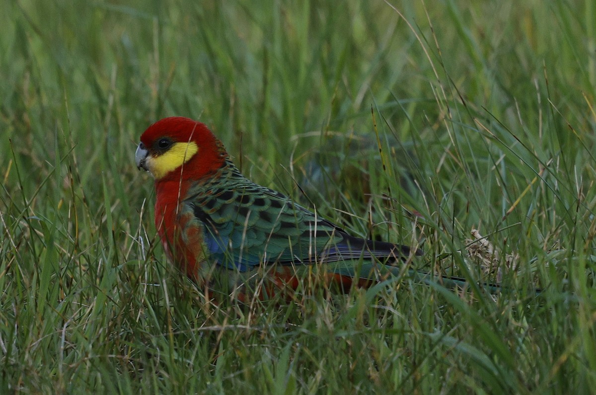 Western Rosella - ML641546155