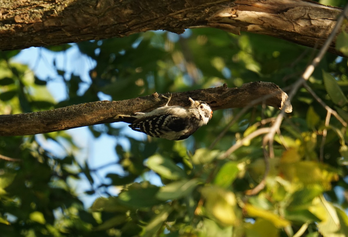 Downy Woodpecker - ML641546166