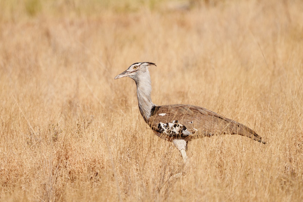 Kori Bustard - ML641546167