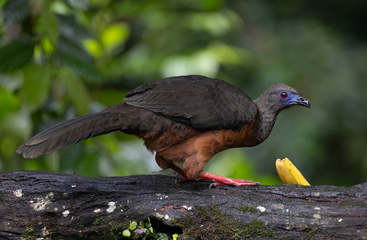 Sickle-winged Guan - ML641546250