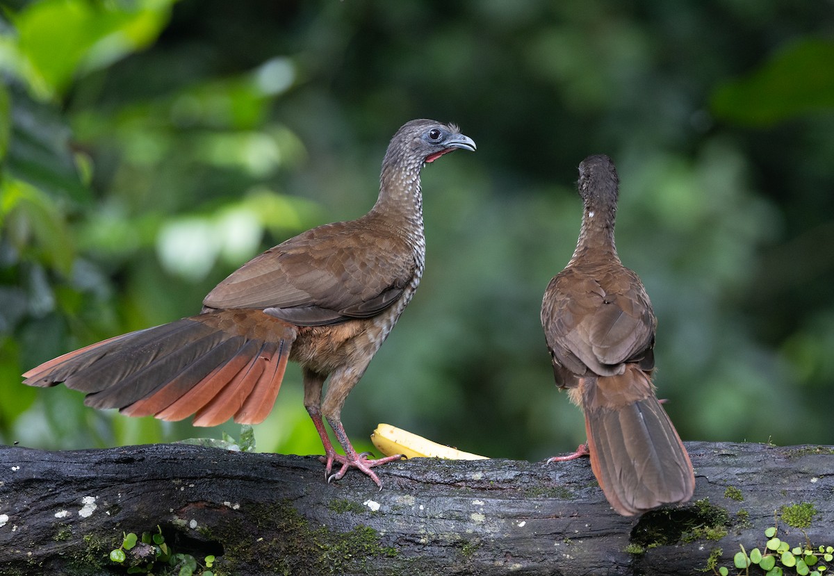 Speckled Chachalaca (Speckled) - ML641546255