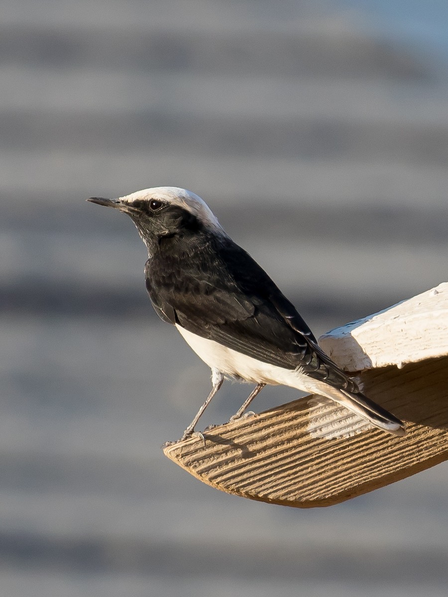 Hooded Wheatear - ML641546263