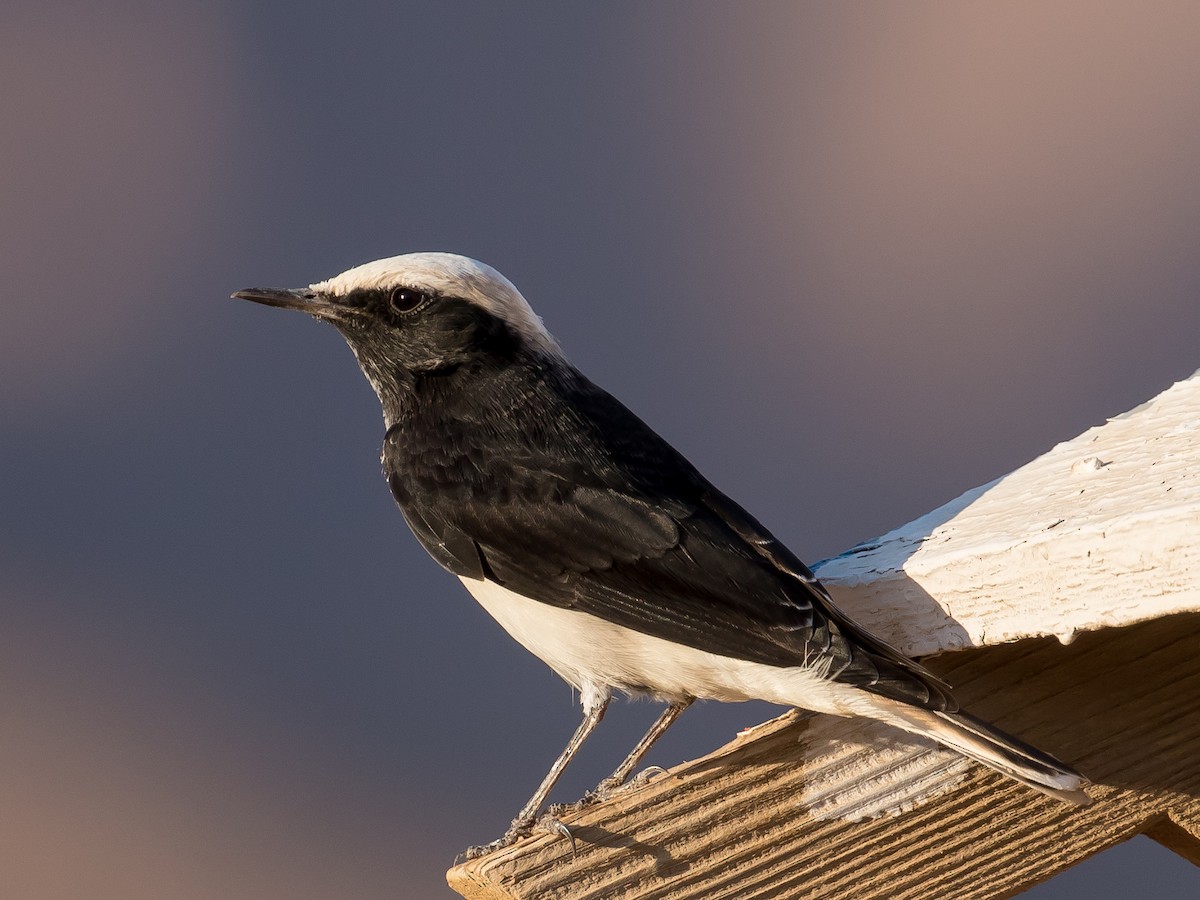 Hooded Wheatear - ML641546264