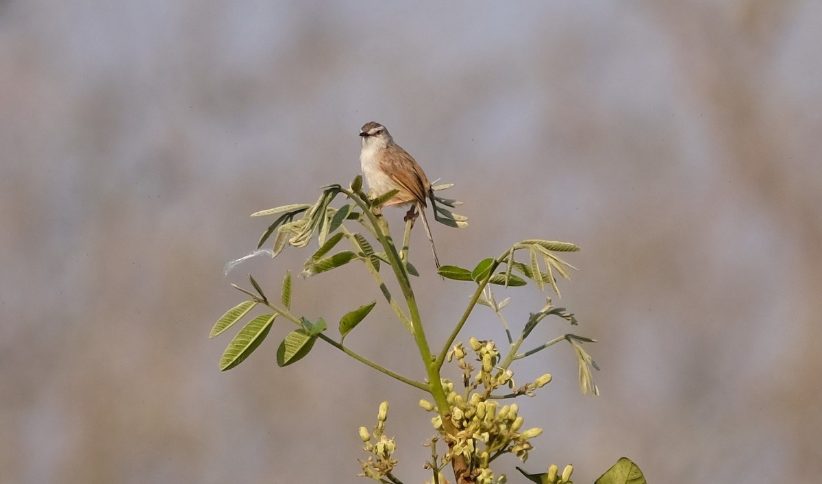 Tawny-flanked Prinia - ML641546309