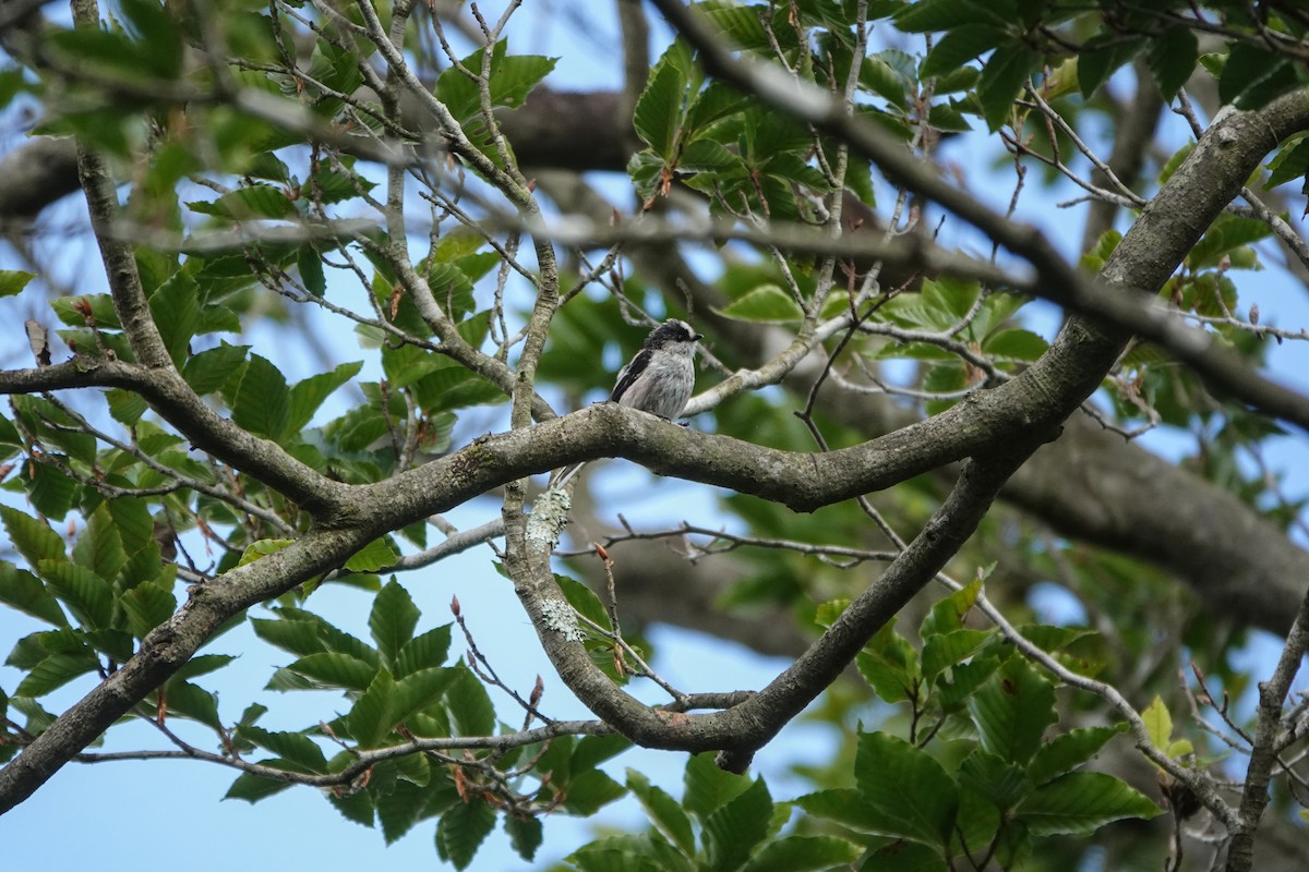 Long-tailed Tit - ML641546342