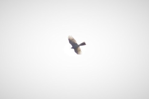 Collared Sparrowhawk - ML641546347