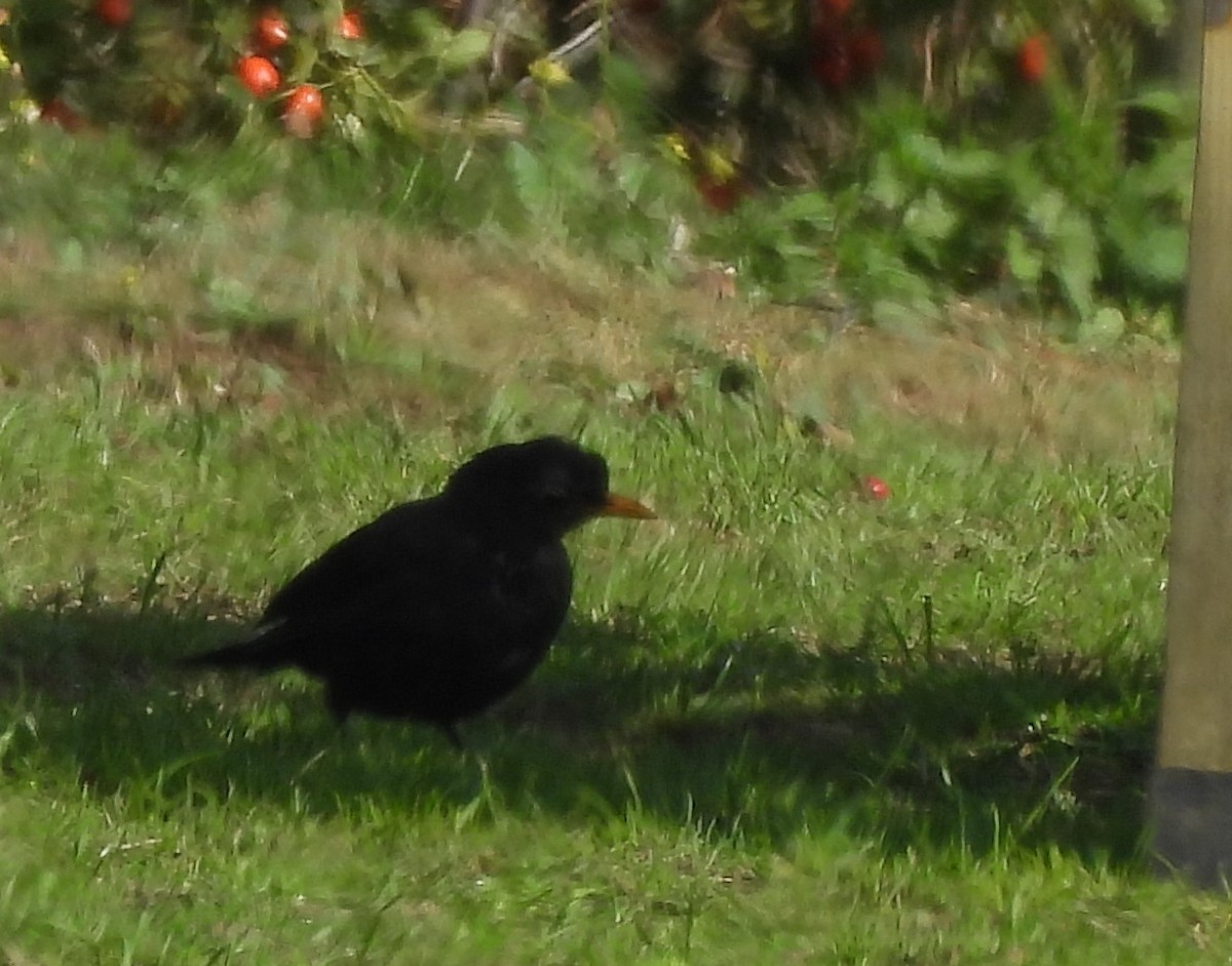 Eurasian Blackbird - ML641546359