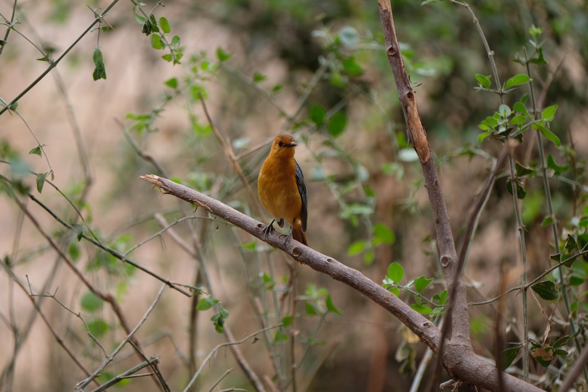 Red-capped Robin-Chat - ML641546367