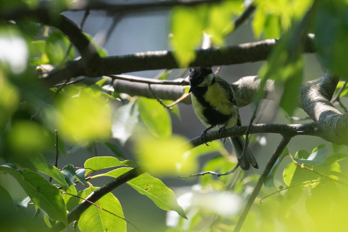 Great Tit (Great) - ML641546371