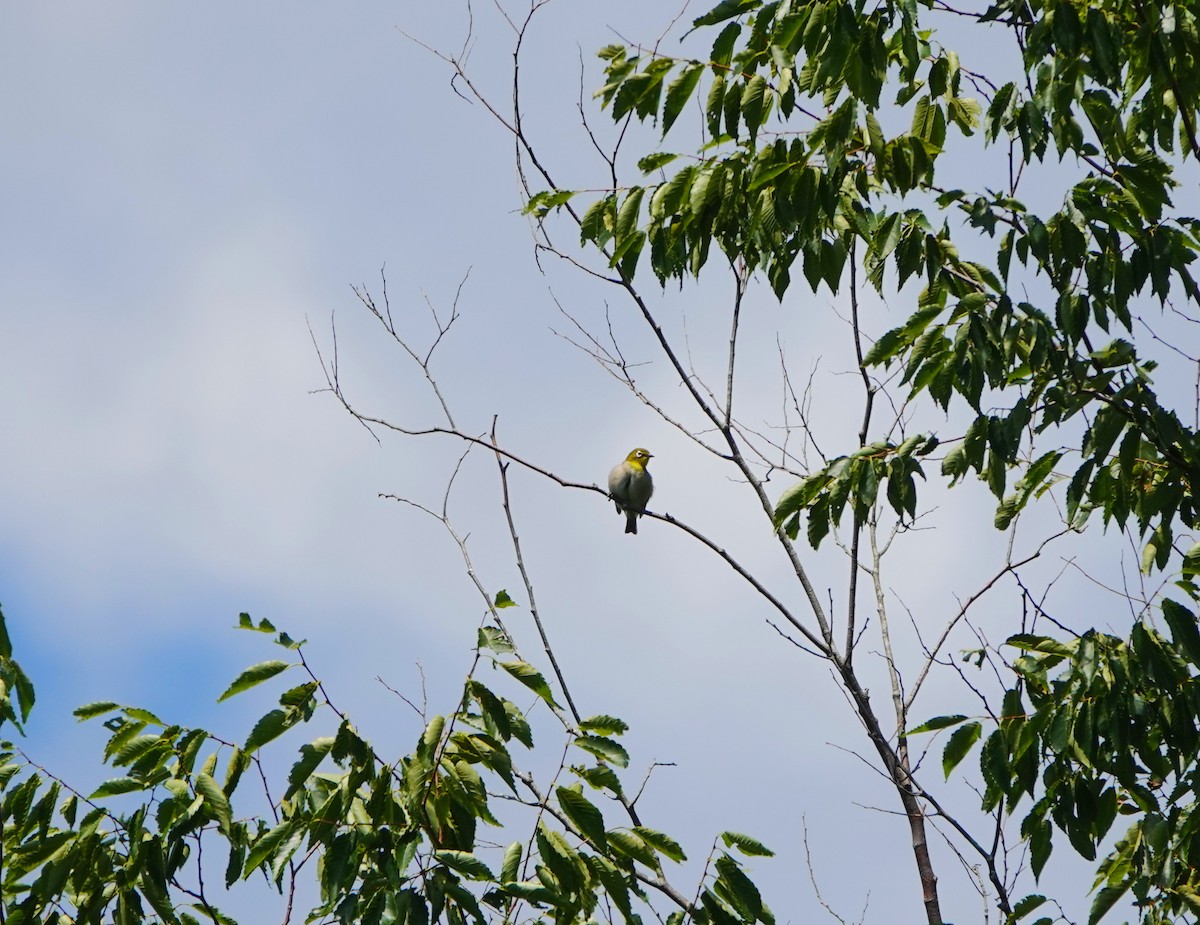 Warbling White-eye - ML641546411