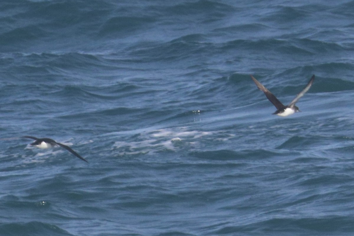 Fluttering Shearwater - ML641546467