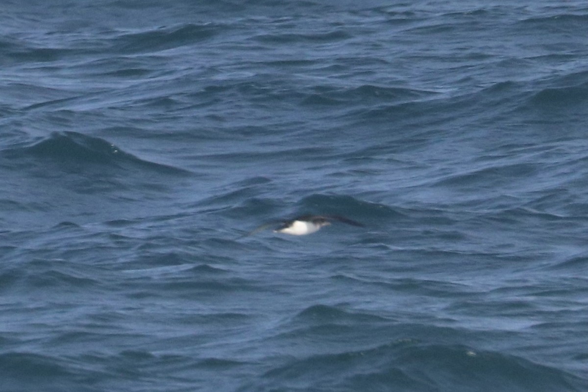 Fluttering Shearwater - ML641546468