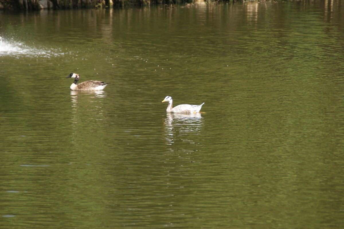 Canada Goose - ML641546472