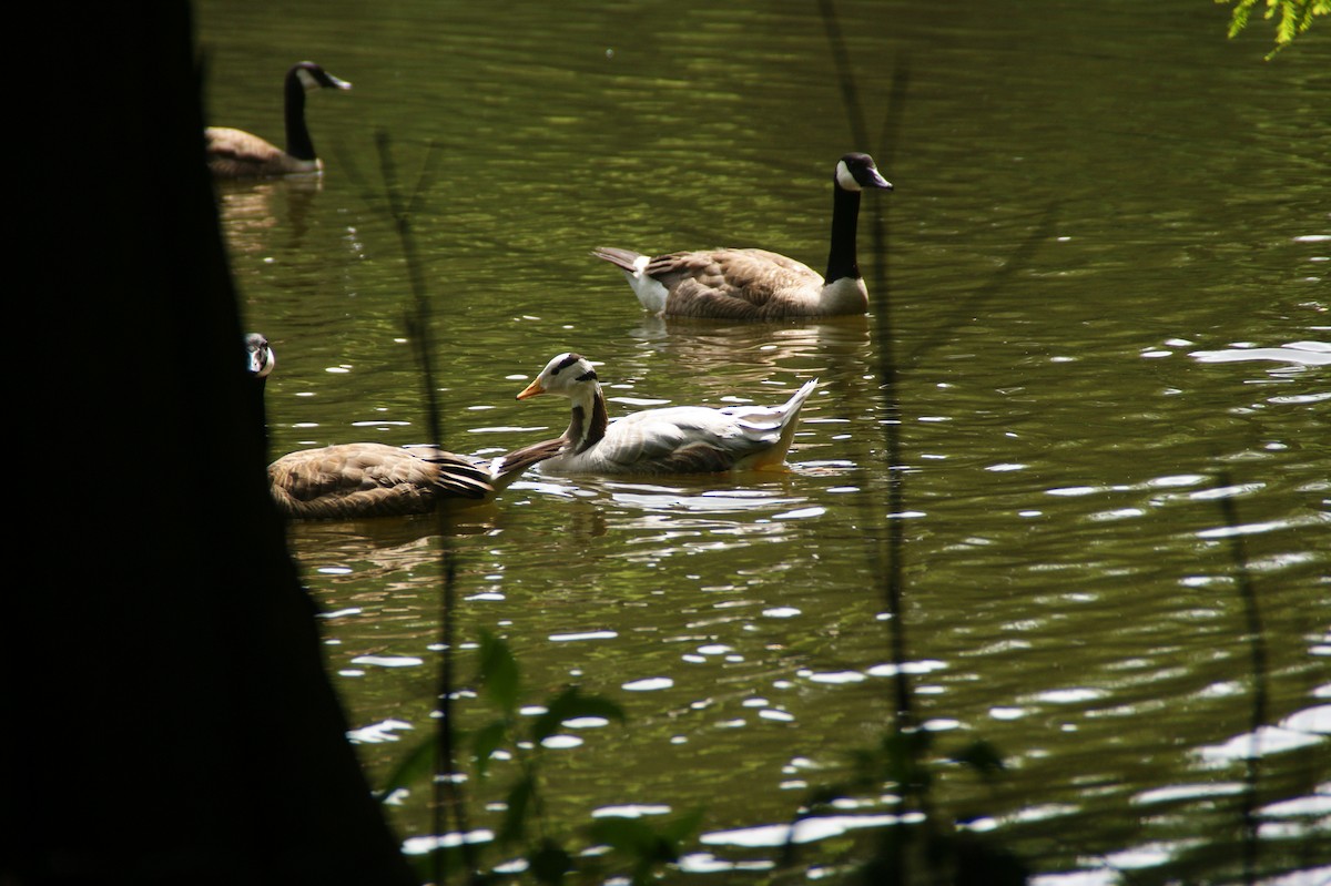 Canada Goose - ML641546473