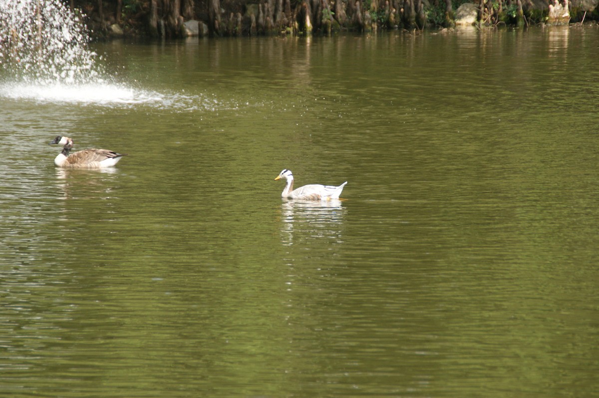 Canada Goose - ML641546474