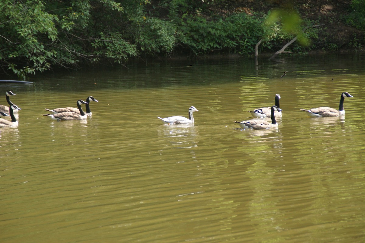Canada Goose - ML641546475