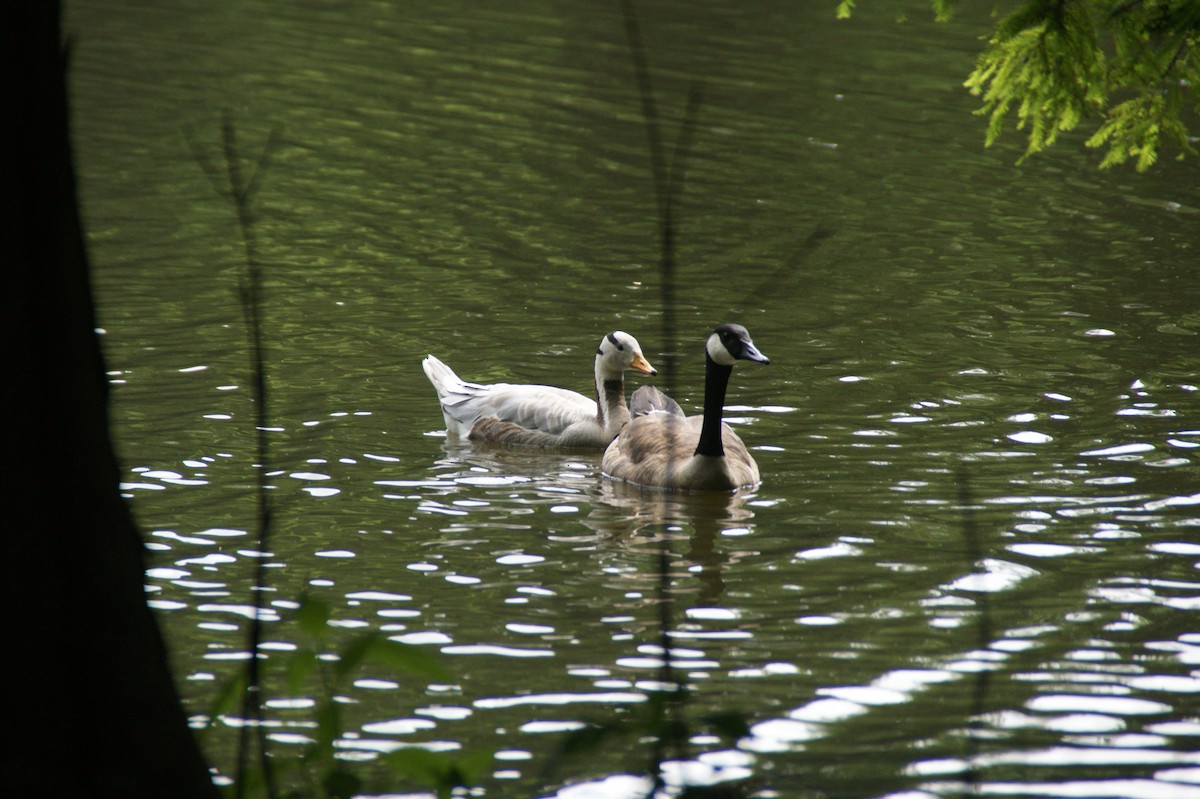 Canada Goose - ML641546480