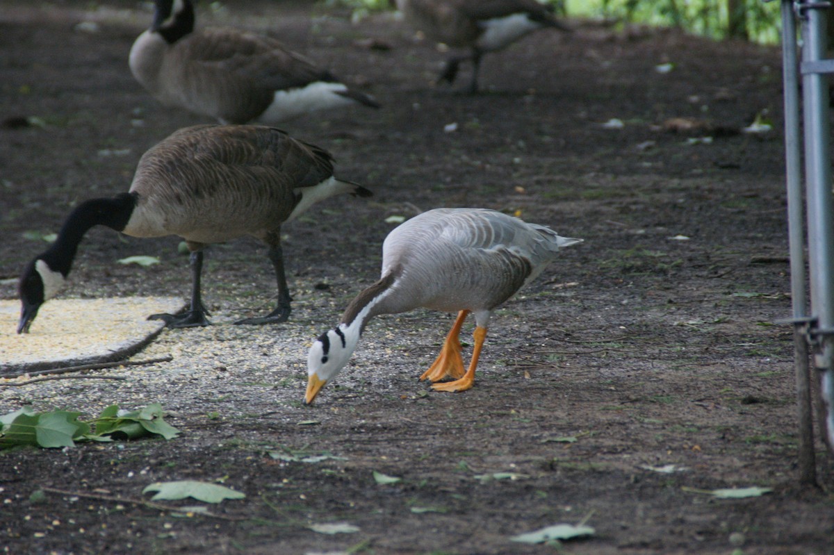 Canada Goose - ML641546481