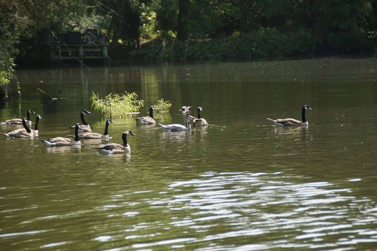 Canada Goose - ML641546482
