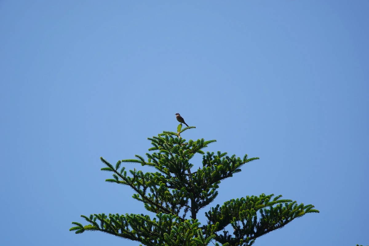 Çayır Çintesi - ML641546568