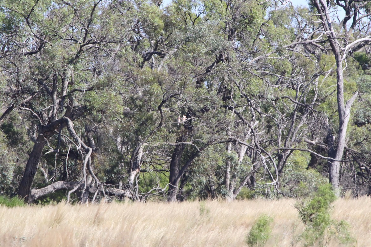 Pink Cockatoo - ML641546579