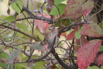 LeConte's Sparrow - ML641546583