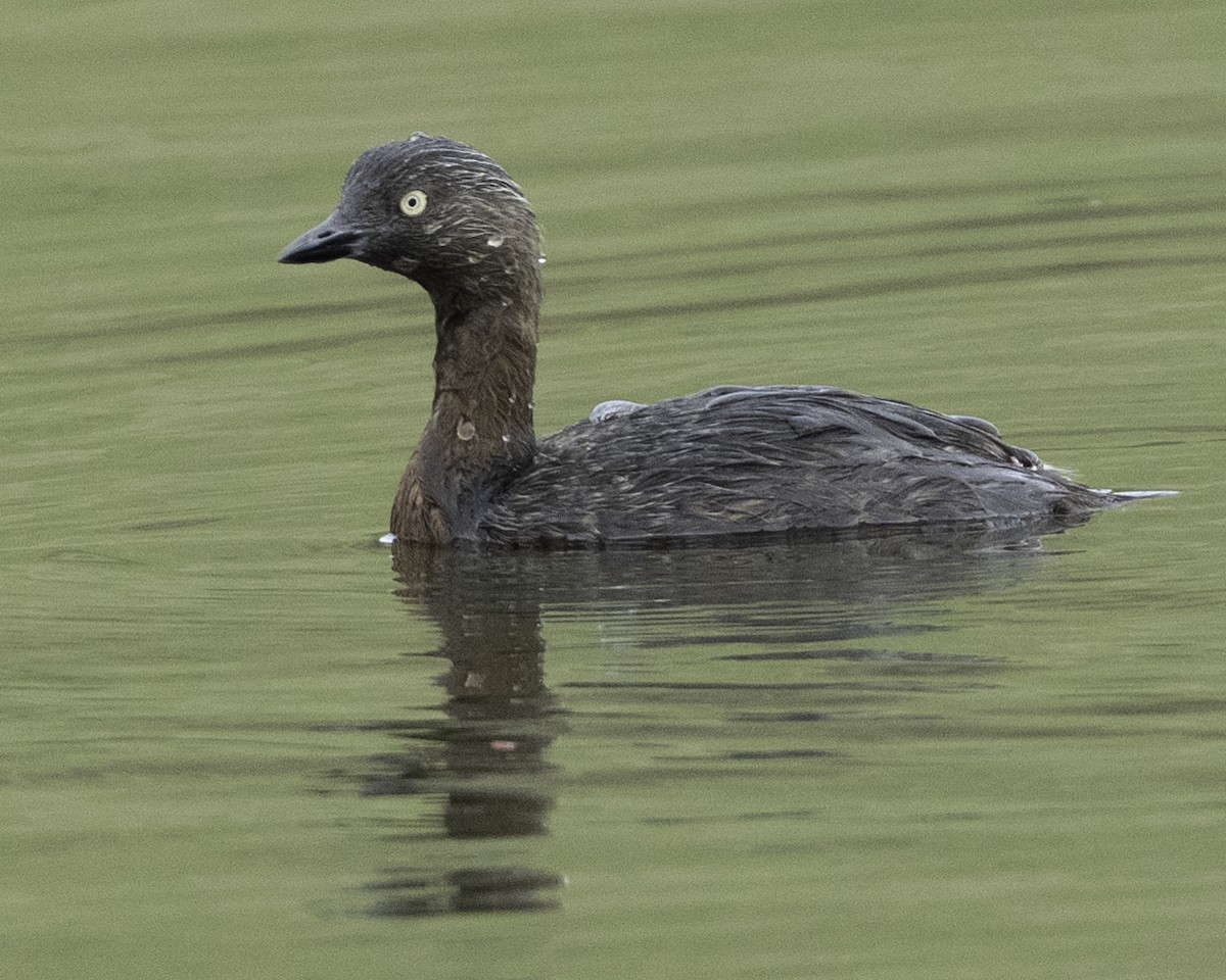 New Zealand Grebe - ML641546611