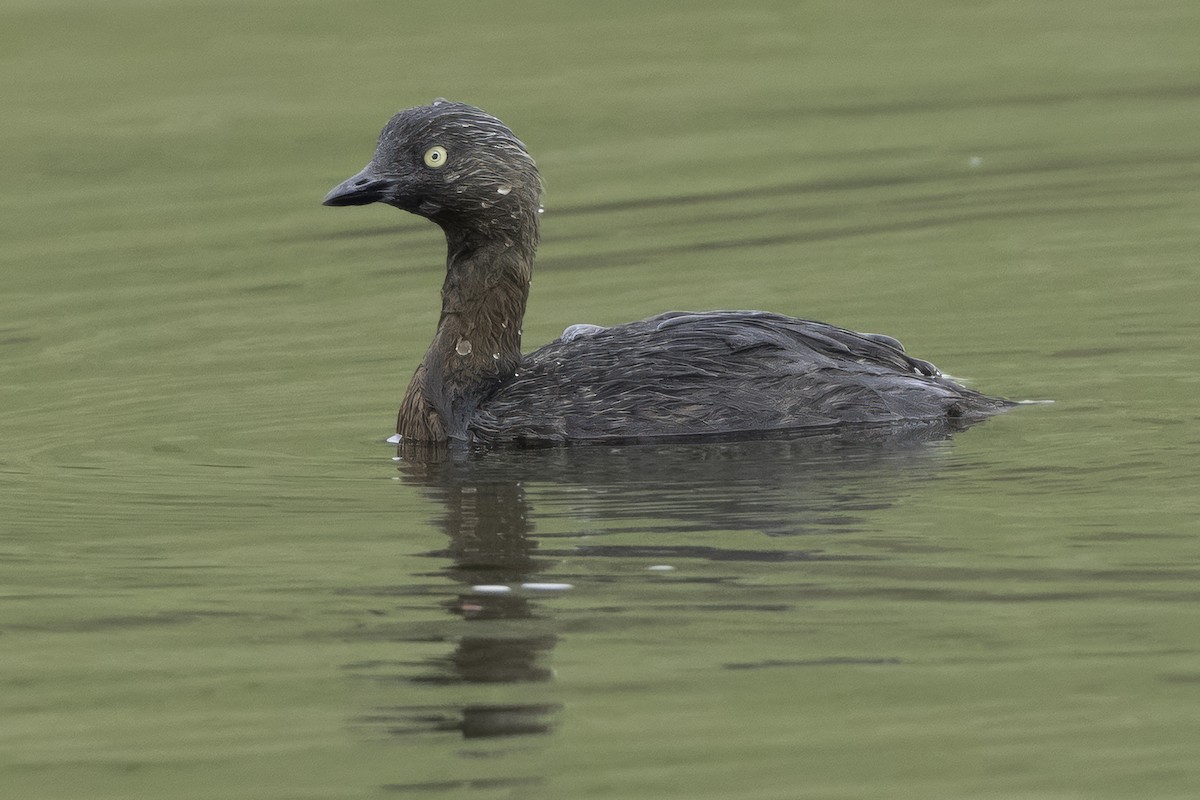 New Zealand Grebe - ML641546612