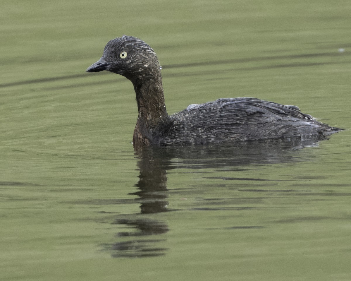 New Zealand Grebe - ML641546613