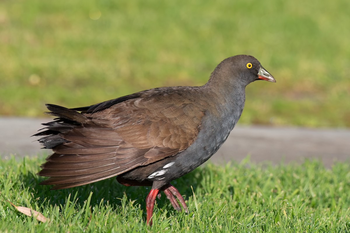 Black-tailed Nativehen - ML641546618