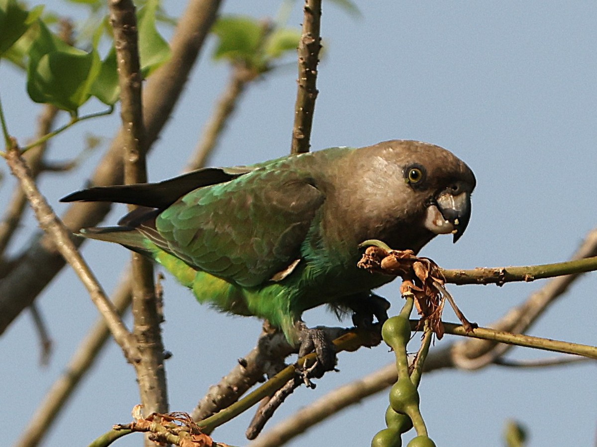 Brown-headed Parrot - ML641546620