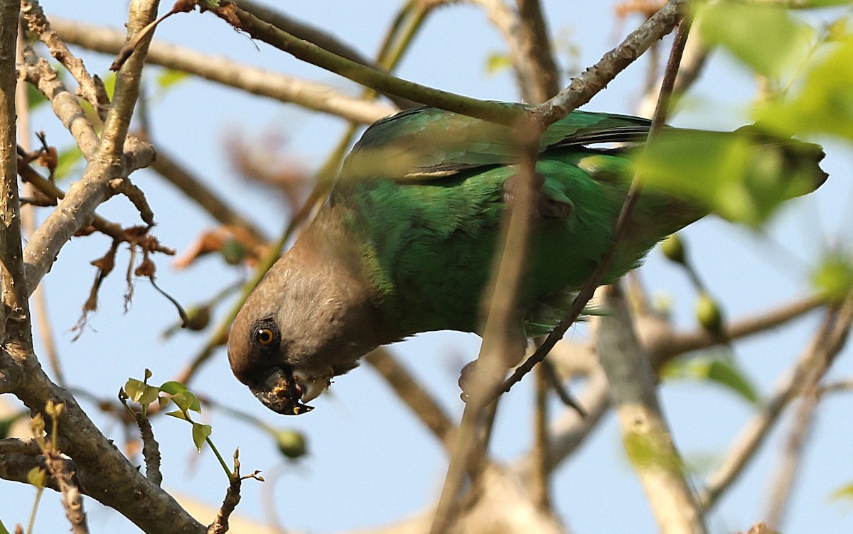 Brown-headed Parrot - ML641546622