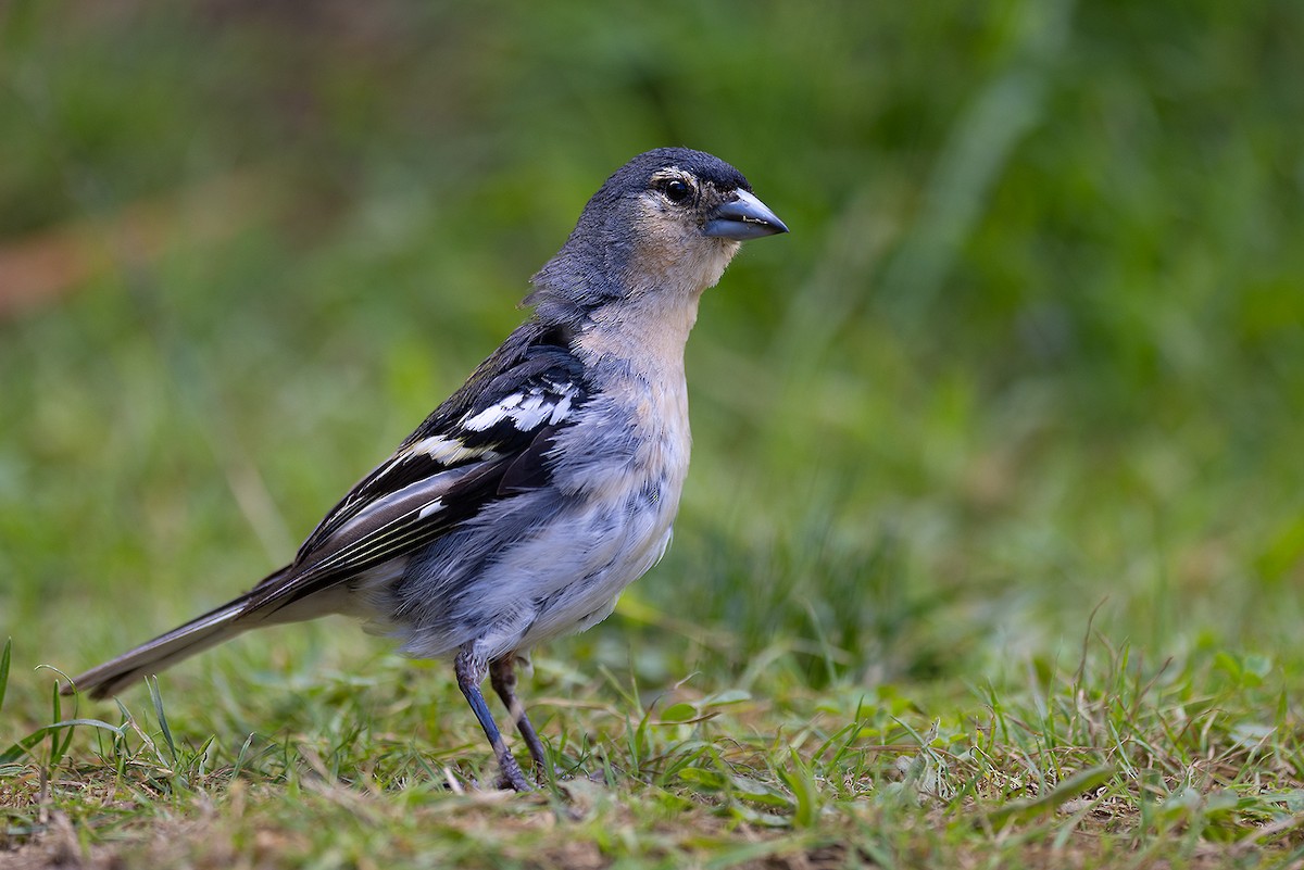 Azores Chaffinch - ML641546624