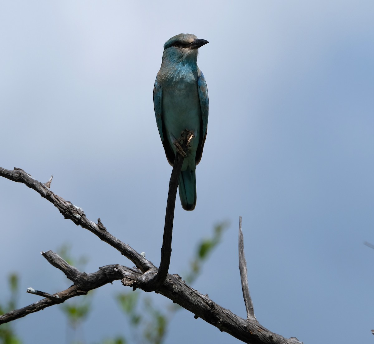 European Roller - ML641546627