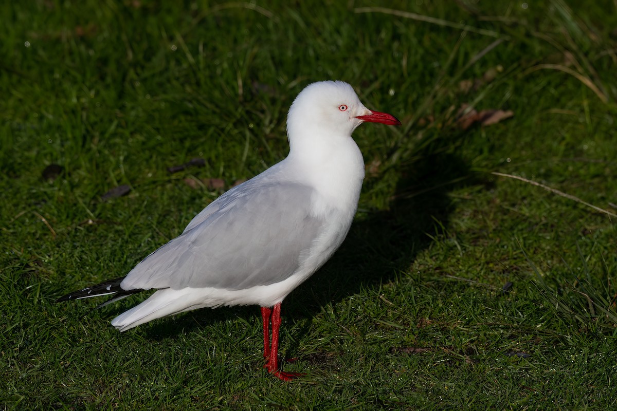 Mouette argentée - ML641546628