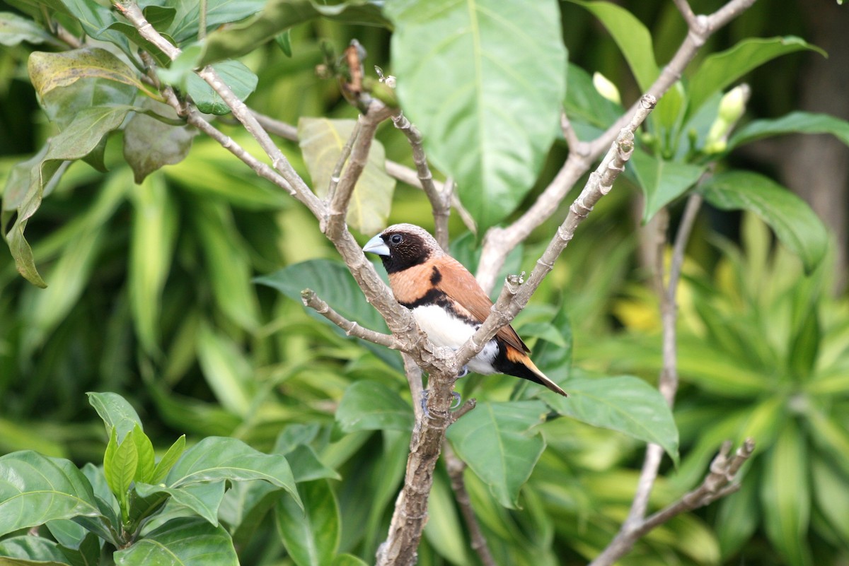 Chestnut-breasted Munia - ML641546688