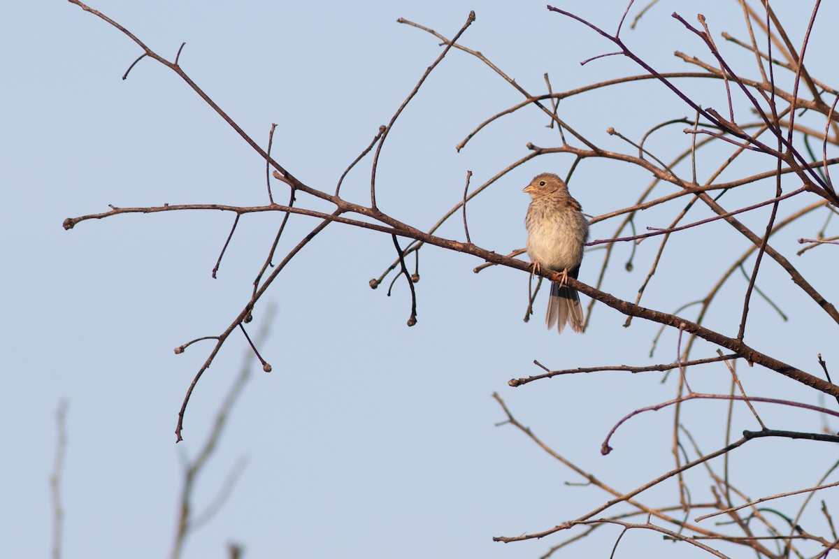 Field Sparrow - ML641546698