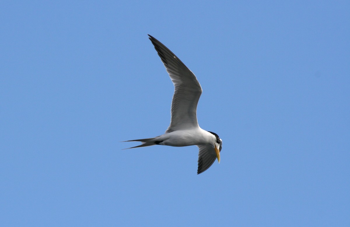 Great Crested Tern - ML641546708