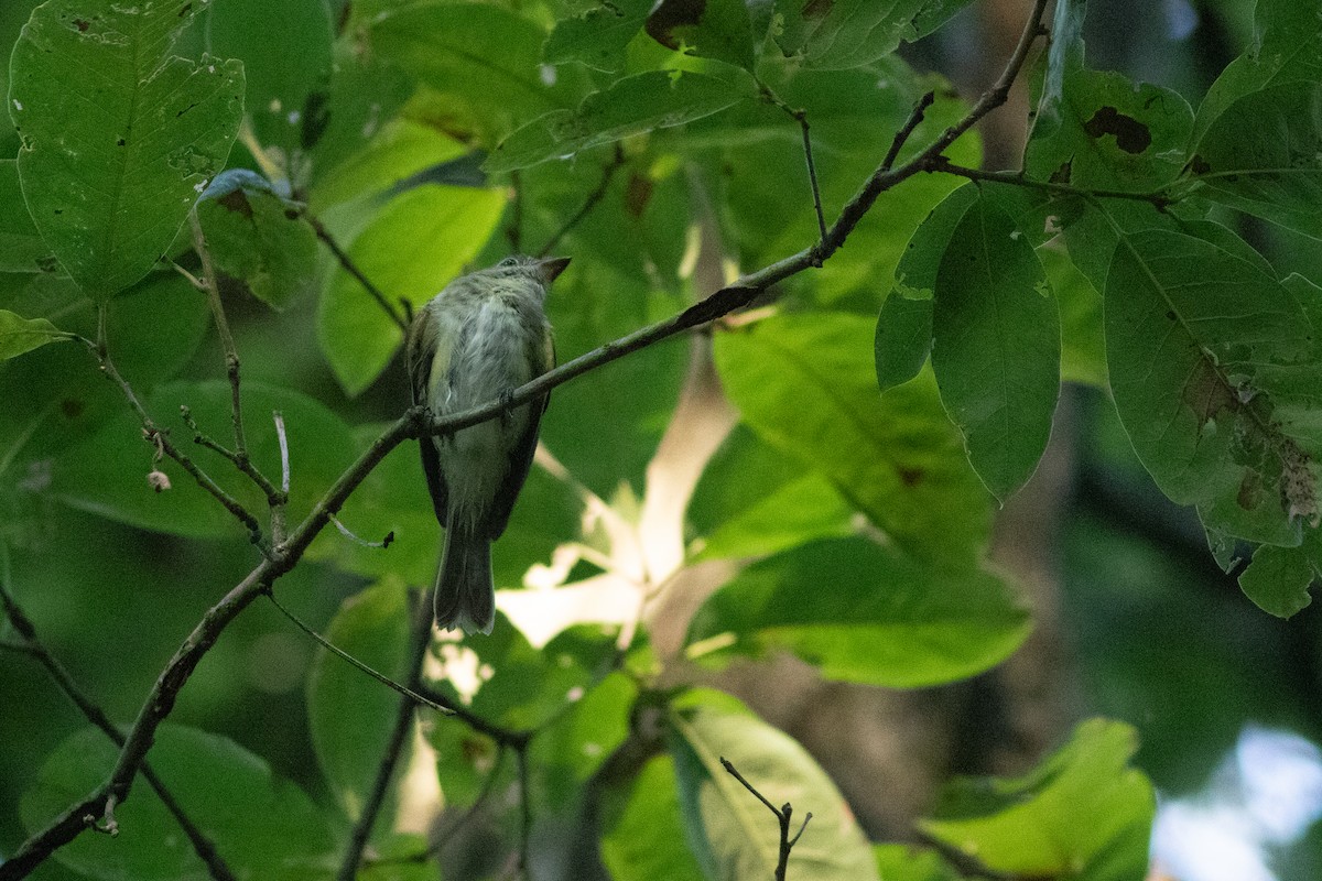 Acadian Flycatcher - ML641546711