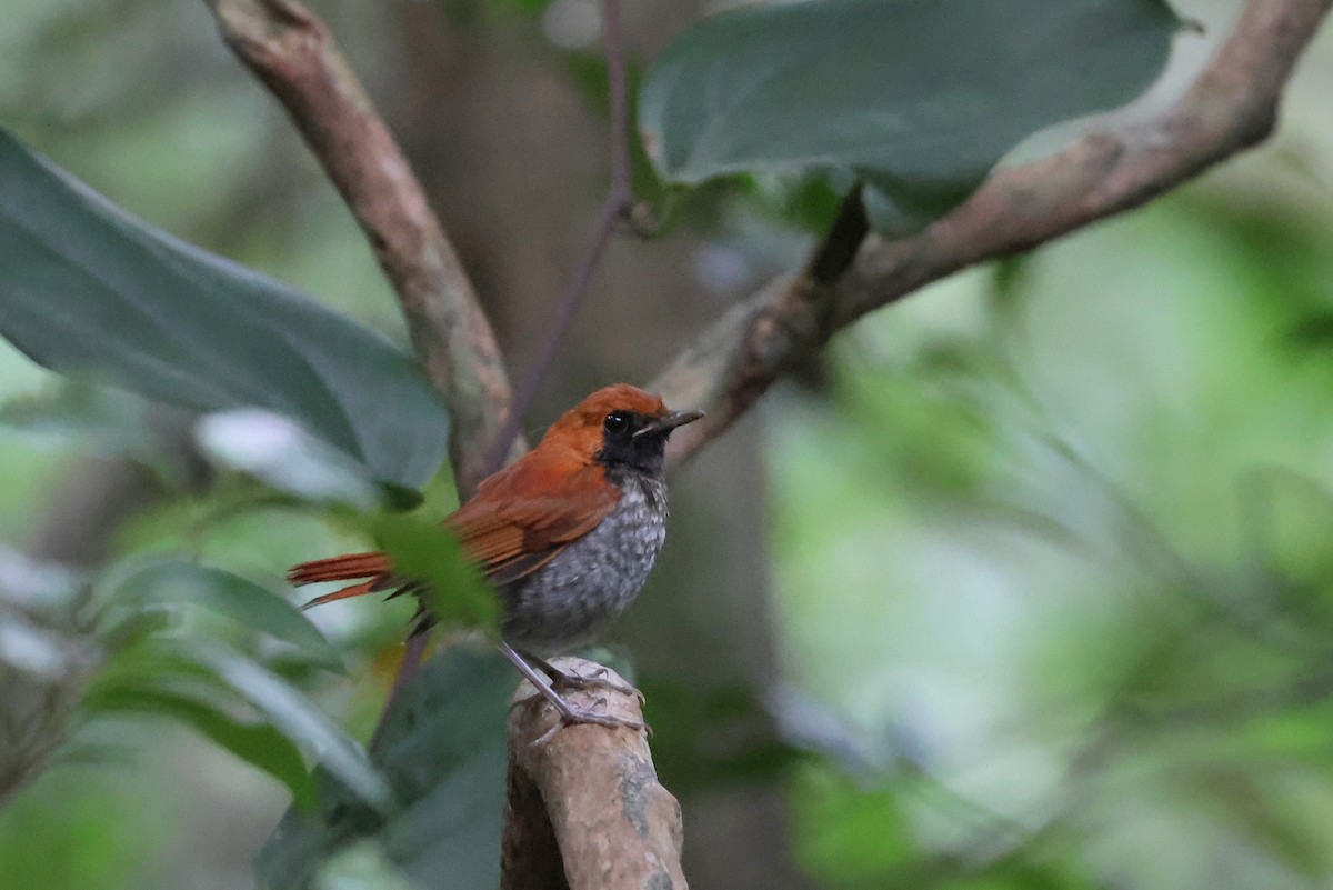 Okinawa Robin - ML641546719