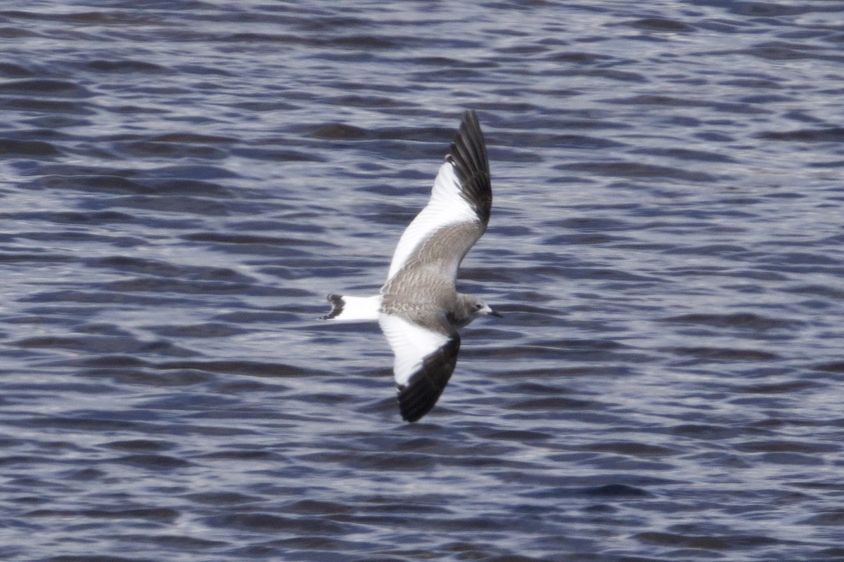 Sabine's Gull - ML641546720