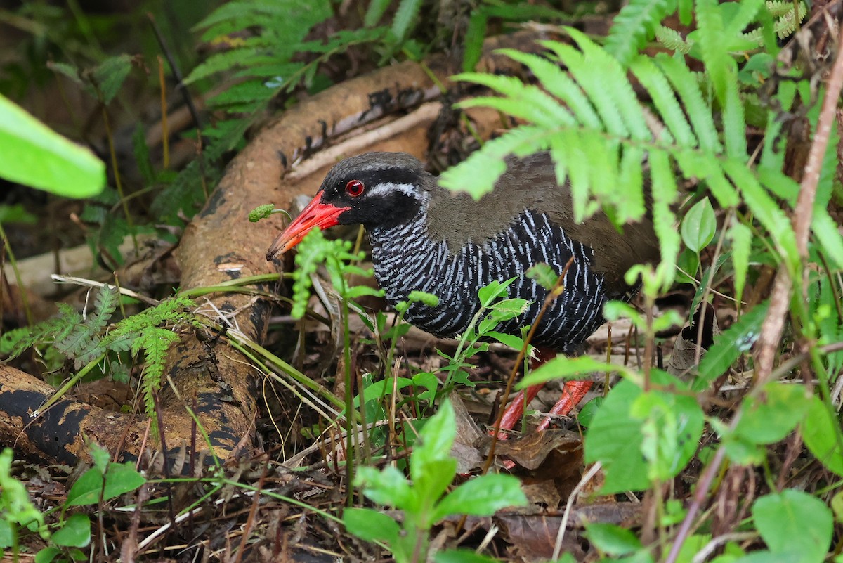 Okinawa Rail - ML641546731