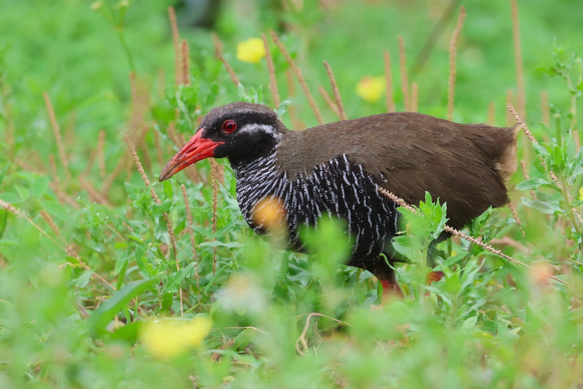 Okinawa Rail - ML641546732
